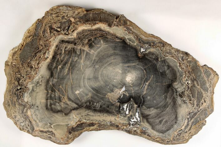 Polished Petrified Wood (Sycamore) Round - Sweet Home, Oregon #200446